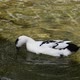 Duck swimming in a pond of clear water in spring, Spain - VideoHive Item for Sale