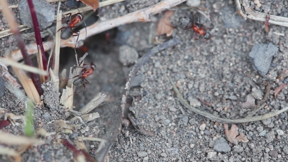 Ants Digging Their Nest