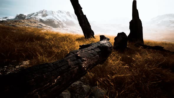 Burnt Tree Logs After Forest Fire