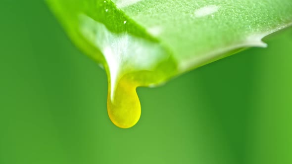 Super Slow Motion Shot of Aloe Vera Gel Dripping From Aloe Plant at 1000Fps.