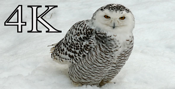 Arctic Owl