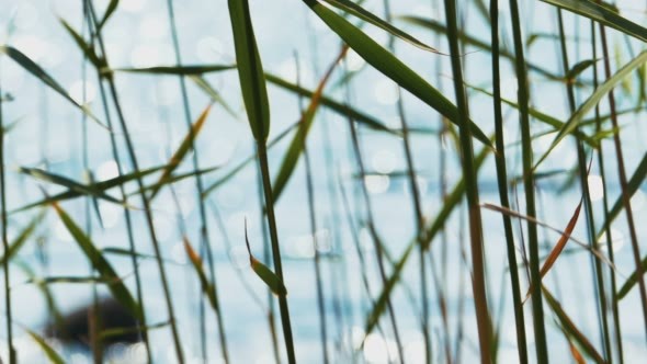 Reed Leaves With Lake at Background