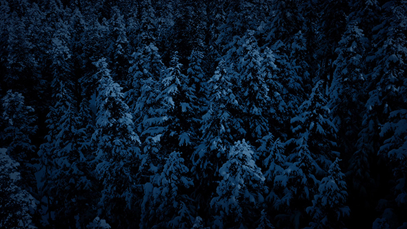 Flying Past Snowy Trees In Moonlight