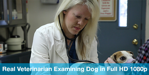 Veterinarian Examining Small Dog with Stethoscope