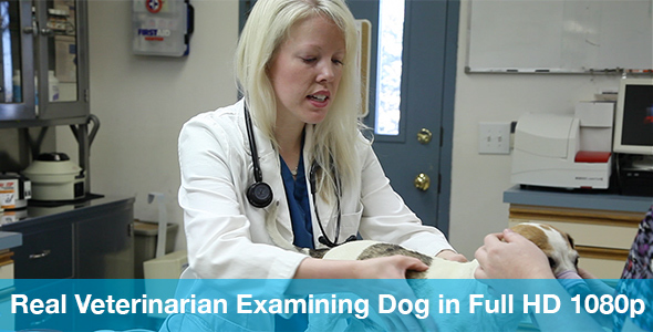 Veterinarian Examining Small Dog