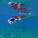 Reef Manta Swims on Surface Towards Camera then Glides Away - VideoHive Item for Sale