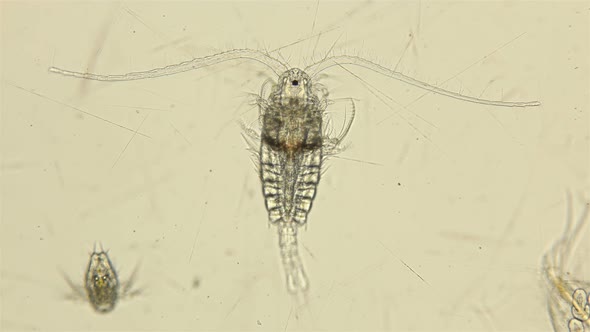 Zooplankton of the Black Sea Under a Microscope. Copepoda Family of Crustaceans