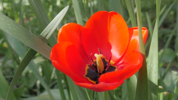 Lot of  red Tulips in the garden with green natural background 4K 2160p 30fps UltraHD footage - Tuli