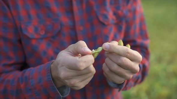 Young Farmer Walking in a Soybean Field and Examining Crop