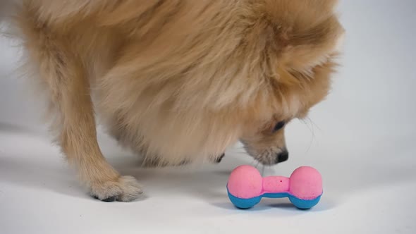 A Pomeranian Dwarf Dog Is Examining a Pink Blue Toy