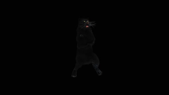 Panther Dancing HD