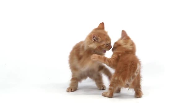 750396 Red Tabby Domestic Cat, Kittens playing against White Background, Slow motion
