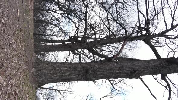 Vertical Video of the Forest with Trees Without Leaves