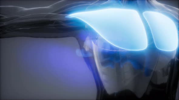 Selected Muscle Anatomy Map alt