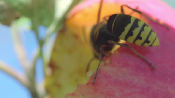 Hornet Eats Red Apple