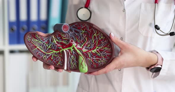 Doctor Holding Artificial Human Liver Model Closeup  Movie Slow Motion