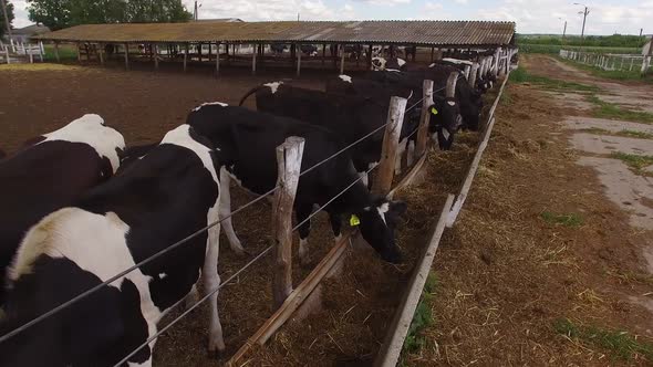 Cows Stand Near Fence.