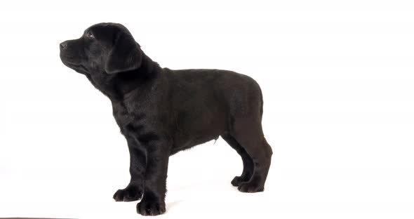 Black Labrador Retriever, Puppy Licking its Nose on White Background, Normandy, Slow Motion 4K
