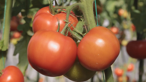 Greenhouse Tomatoes alt