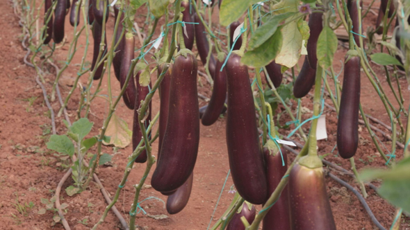 Eggplant Greenhouse