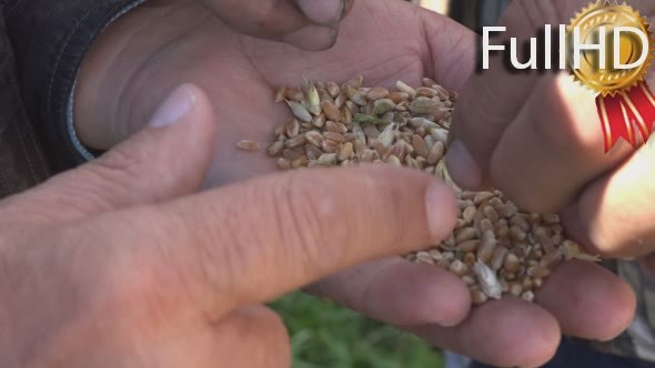 Grains of Wheat in Hands of the Farmer
