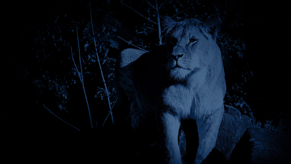 Lion Stands Alert In Jungle At Night