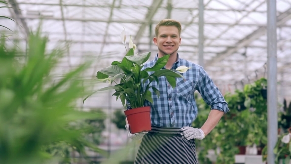 Handsome Guy Holding Flower In Greenhouse