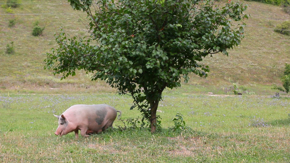 Fat Pig Grazes On Green Farm Lawn