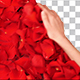 Rose Petals - VideoHive Item for Sale