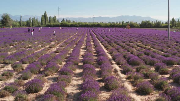 Lavender manor on a sunny day