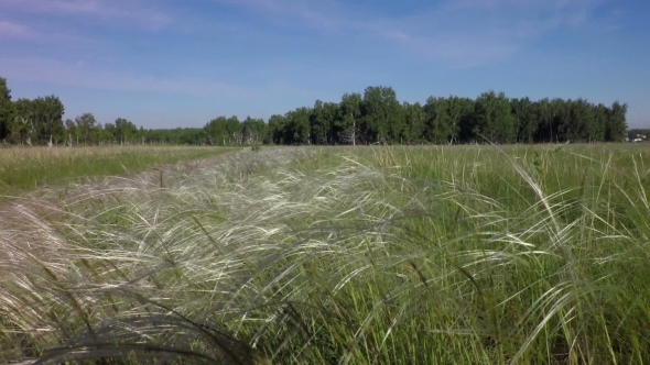 Stipa Grass