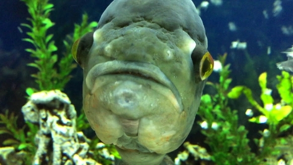 Big Fish In An Aquarium Looking