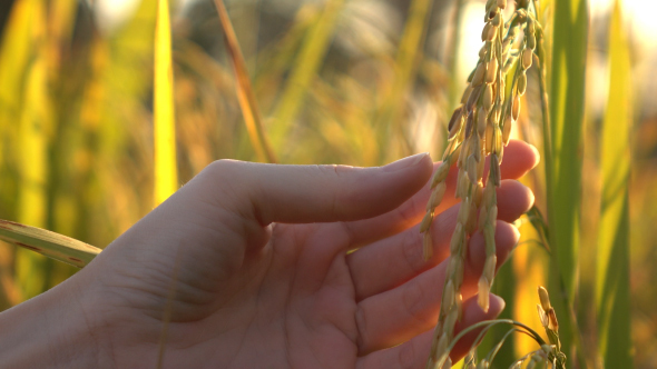 Hand Touching A Rice In Paddy