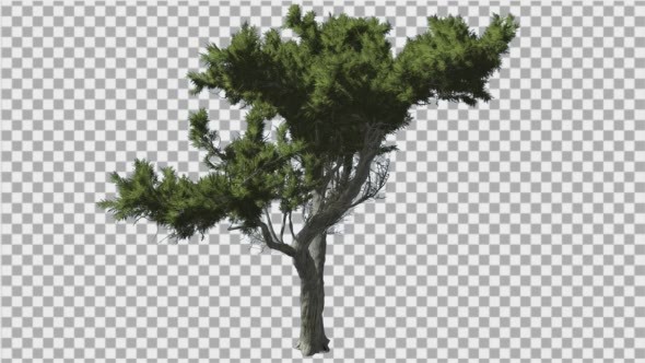 Monterey Cypress Bright Green Branchy Crown