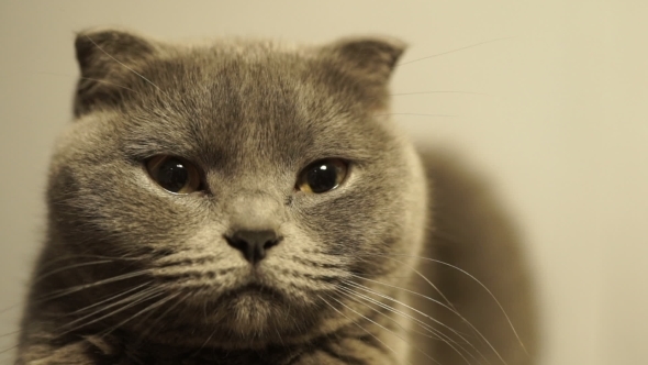 Cute Blue Scottish Fold Cat