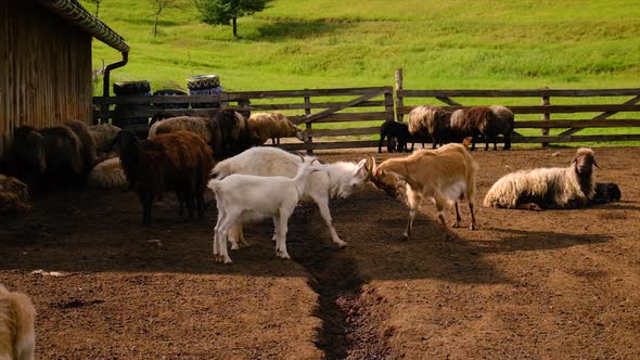 Goat Horns Fight with Horns