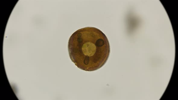 Testate Amoeba Arcella