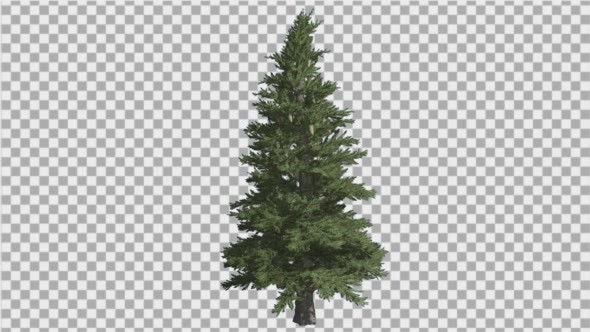 Norway Spruce Picea Abies Branchy Tree Coniferous