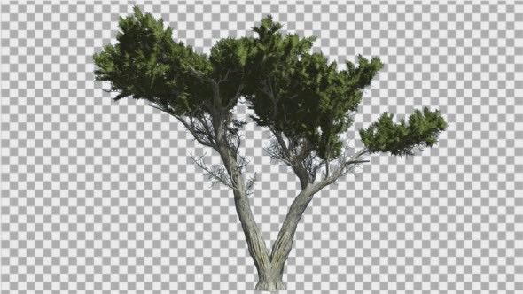 Monterey Cypress Doubled Trunk Bright Green alt