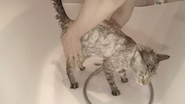 Wet Cat Lather Shampoo In Bathroom.