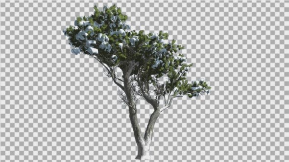 Monterey Cypress Green Crown Covered With Snow alt
