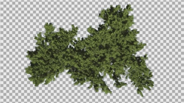 Monterey Cypress Bright Green Crown Top Down alt