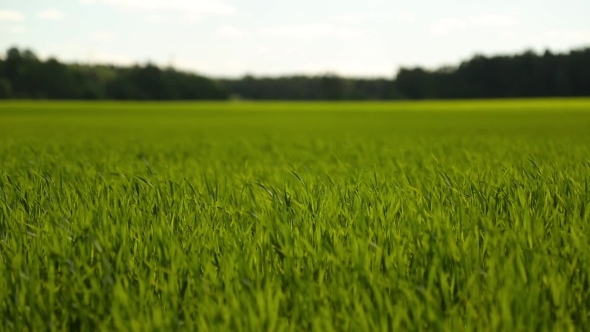 Green Grass In Field