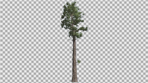 Sample Conifer Pinophyta Coniferous Evergreen alt