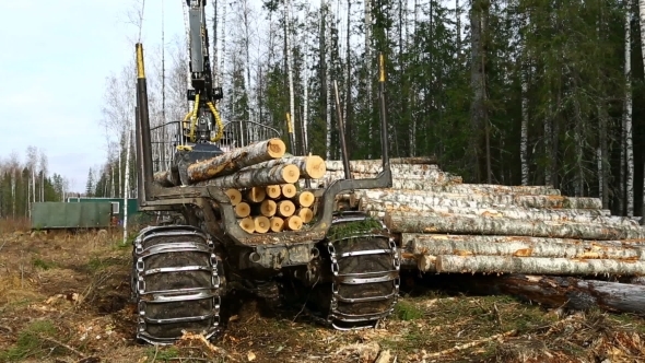 Timber Harvesting. Logger Unloads Logs In Pile