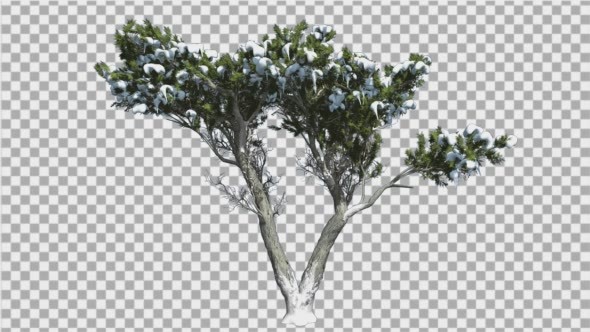 Monterey Cypress Doubled Trunk Snow on a Crown alt