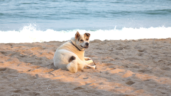Dog On Beach