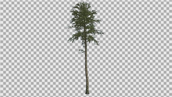 Monkey Puzzle Thin Tall Tree Branches on a Top alt