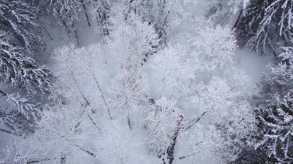 Trees In White Frost