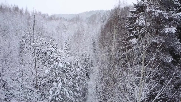 Snowy Forest